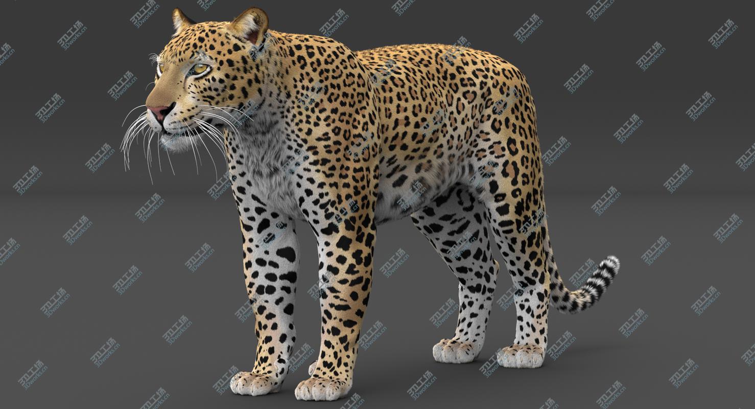 images/goods_img/2021040161/Leopard (Rigged-Fur) 3D model/5.jpg